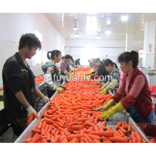 Nouvelle récolte de carottes saines et fraîches à vendre